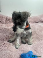 Miniature Schnauzer dogs - Advert 1