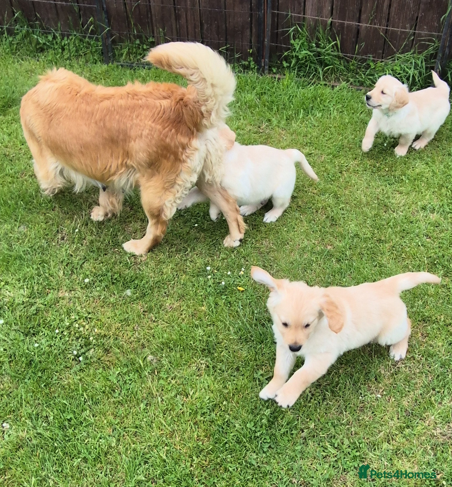 Golden Retriever dogs KC GOLDEN RETRIEVER PUPS SHOW CHAMPION PEDIGREE  - Advert 1