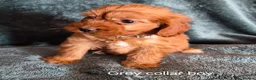 Cockapoo dogs for sale: Cockapoo puppies - Advert 3