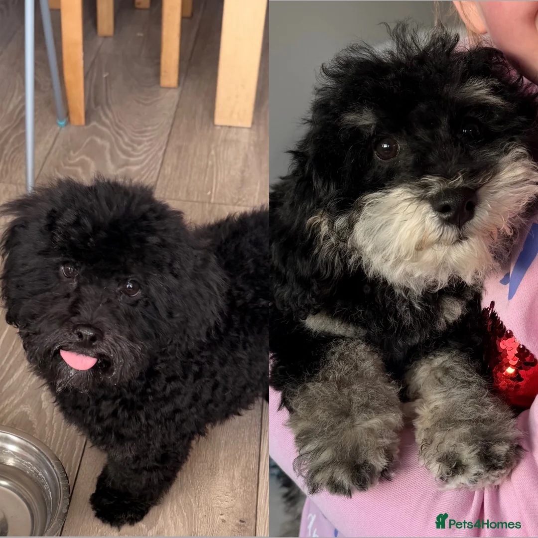 Poochon dogs for sale: Gorgeous Poochon puppies 2  boys left  - Advert 1