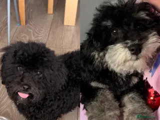 Poochon dogs Gorgeous Poochon puppies 2 boys left - Advert 8