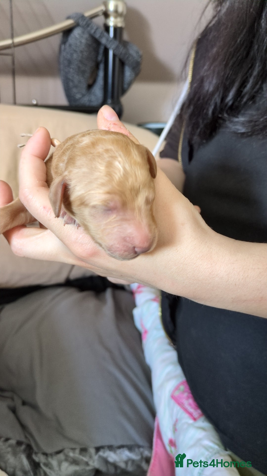 Goldendoodle dogs for sale: Gorgeous Goldendoodles  - Image 20