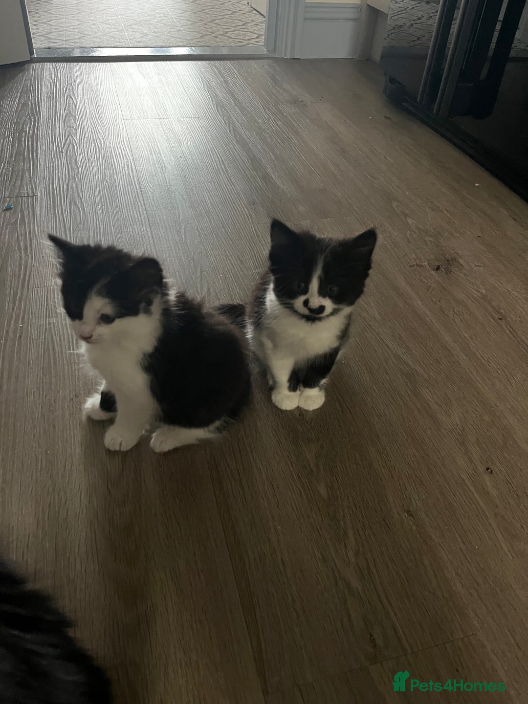Mixed Breed cats for sale: 4 Beautiful fluffy Black & White kittens  - Image 5