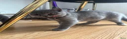 British Shorthair cats for sale: British shorthair kittens 1 girl left - Advert 10