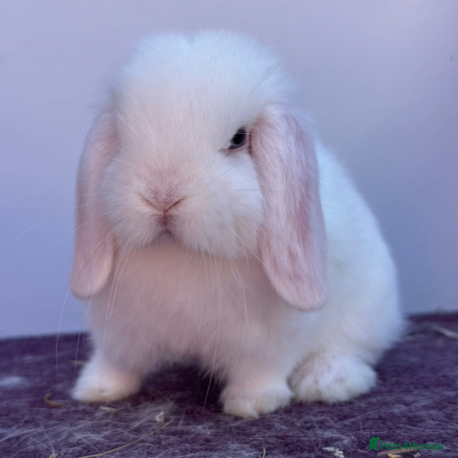 Mini Lop rabbits Blue eyed white buck - Advert 1