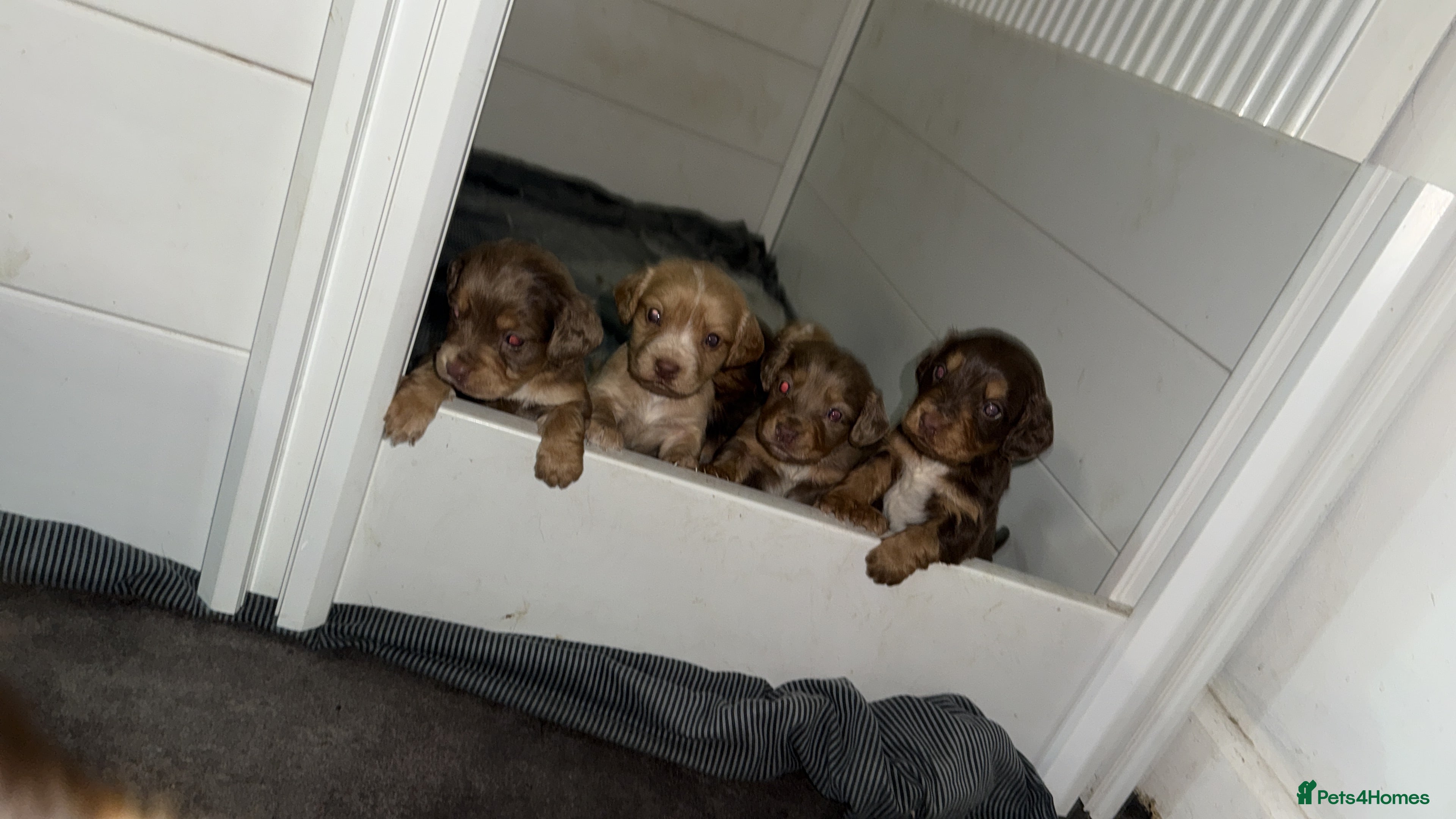 Cocker Spaniel dogs 7 stunning cocker spaniels  - Advert 4