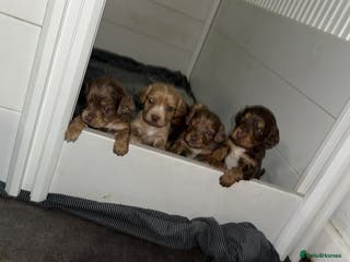 Cocker Spaniel dogs 7 stunning cocker spaniels - Advert 4