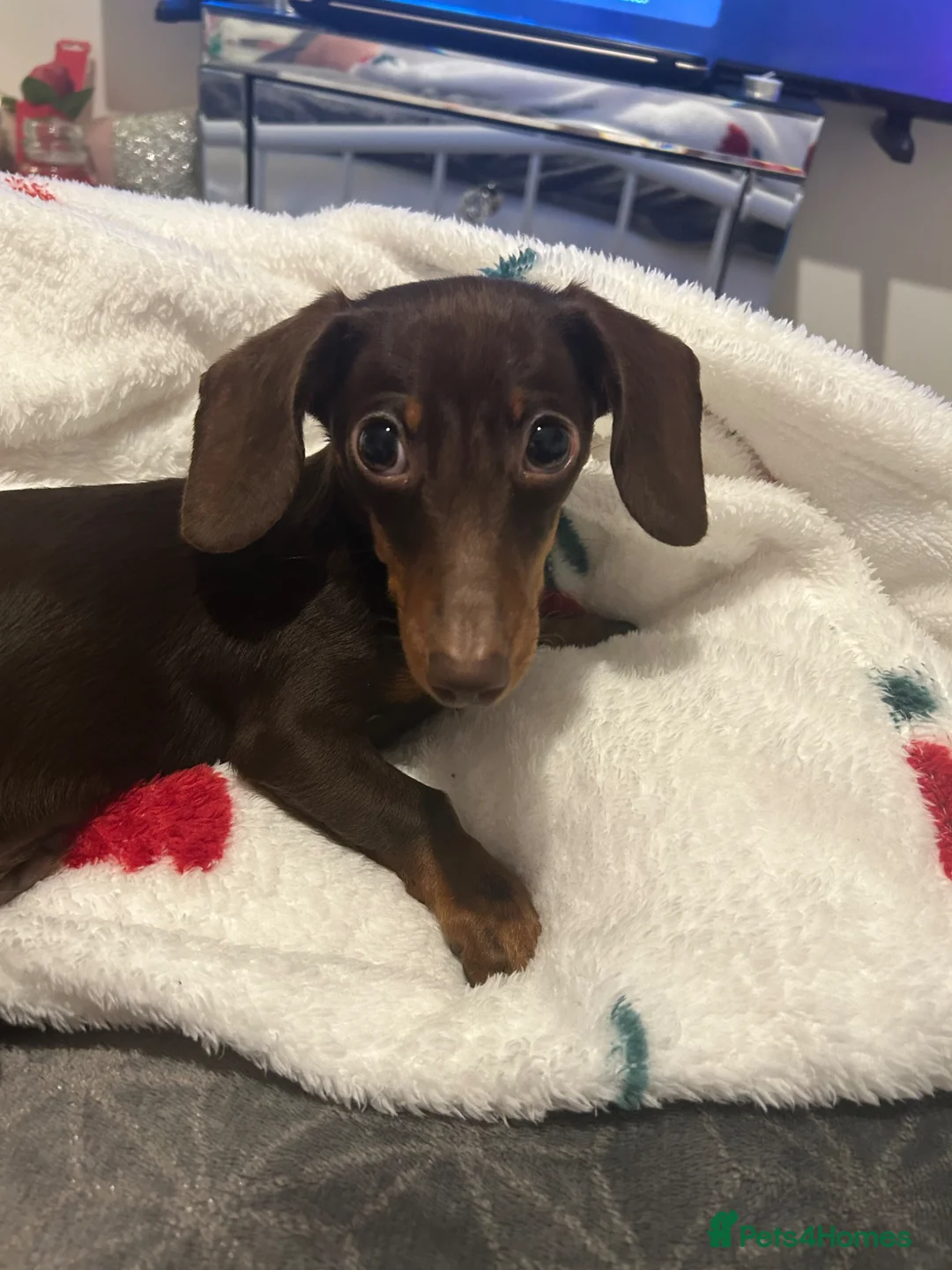 Miniature Dachshund dogs for sale: This is Arlo  - Advert 2