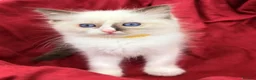 Ragdoll cats for sale: Purebred Ragdoll Kittens  - Advert 20