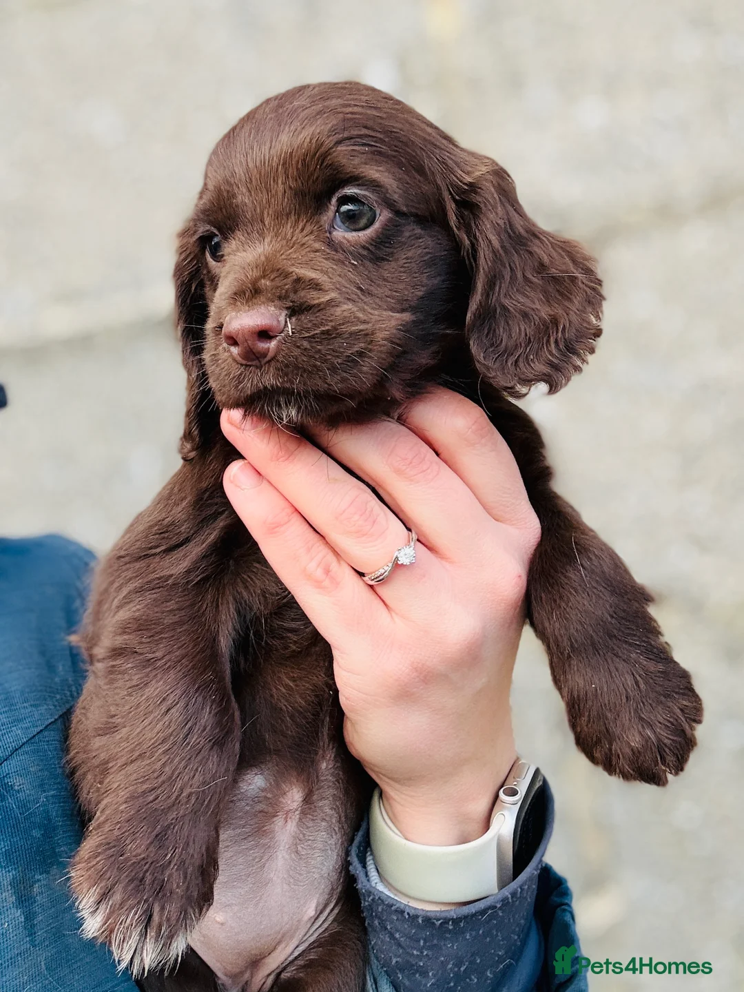 Cocker Spaniel dogs for stud: Cracking cocker spaniel for Stud  - Advert 13
