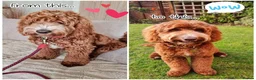 Cockapoo dogs for stud: Experienced & Dna tested F1 Sable Cockapoo Stud in Cannock - Advert 15