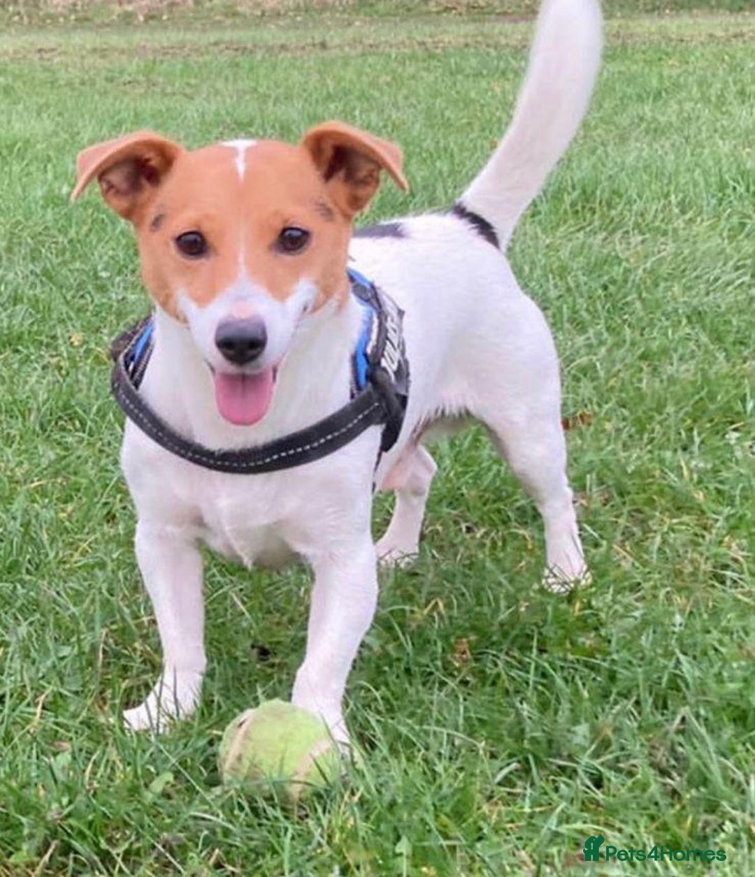 Mixed Breed dogs for sale: First litter of 7 Jack Russel puppies  - Advert 4