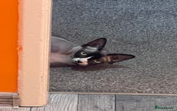 Sphynx cats for stud: Sphynx cat - Image 1