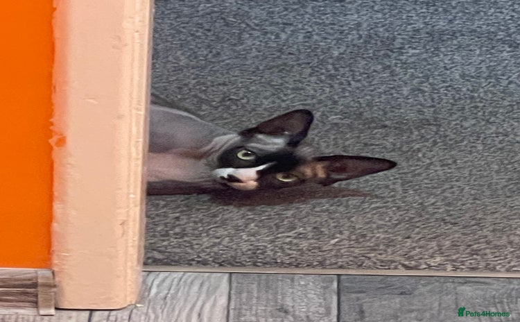 Sphynx cats - Advert 8