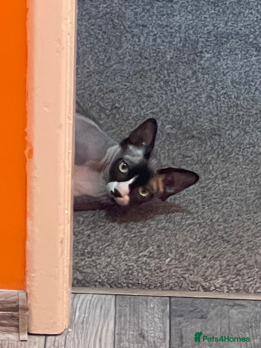 Sphynx cats for stud: Sphynx cat - Image 1