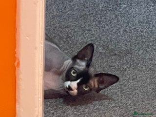 Sphynx cats for stud - Advert 1