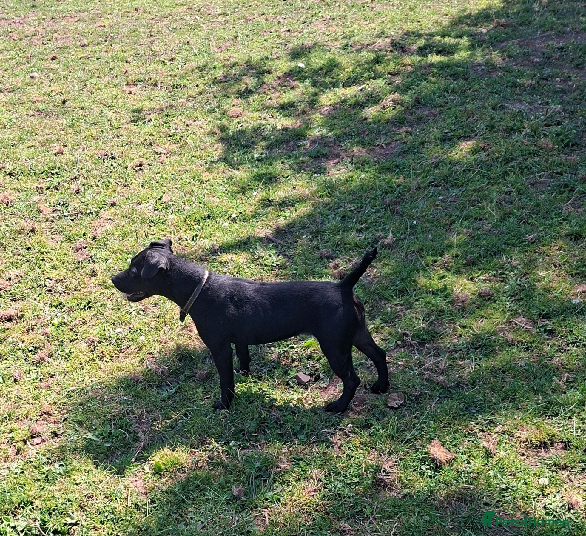 Patterdale Terrier dogs Patterdale bitch - Advert 1
