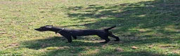 Patterdale Terrier dogs for sale: Patterdale bitch - Advert 1