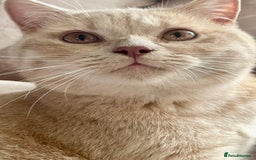 British Shorthair cats for sale: Rehoming Our Precious British Shorthair Cats - Advert 12