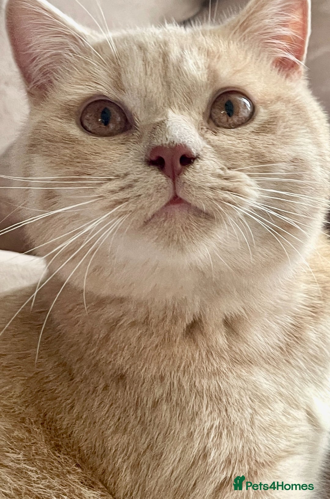 British Shorthair cats for sale: Rehoming Our Precious British Shorthair Cats - Advert 12