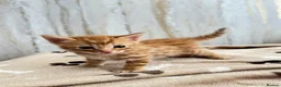 Mixed Breed cats for sale: Bengal/ tabby mixed kittens - Advert 9