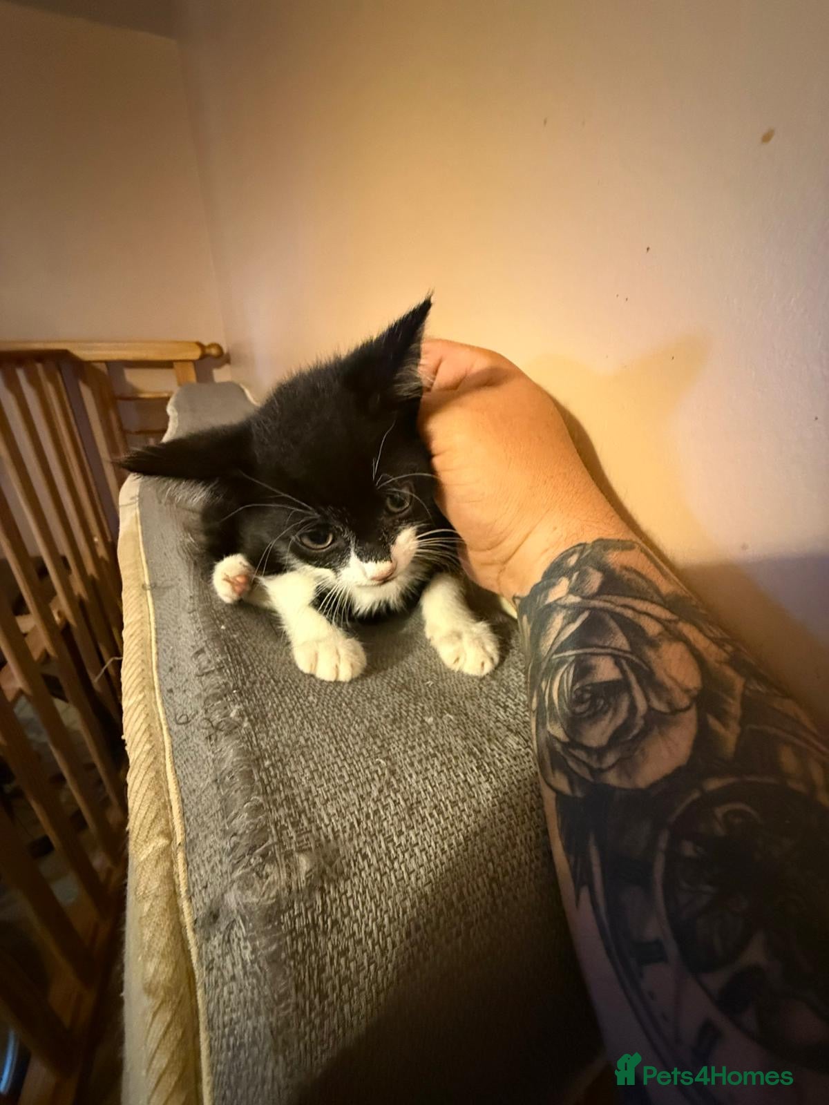 Mixed Breed cats for sale: Kittens for sale  in London - Advert 3