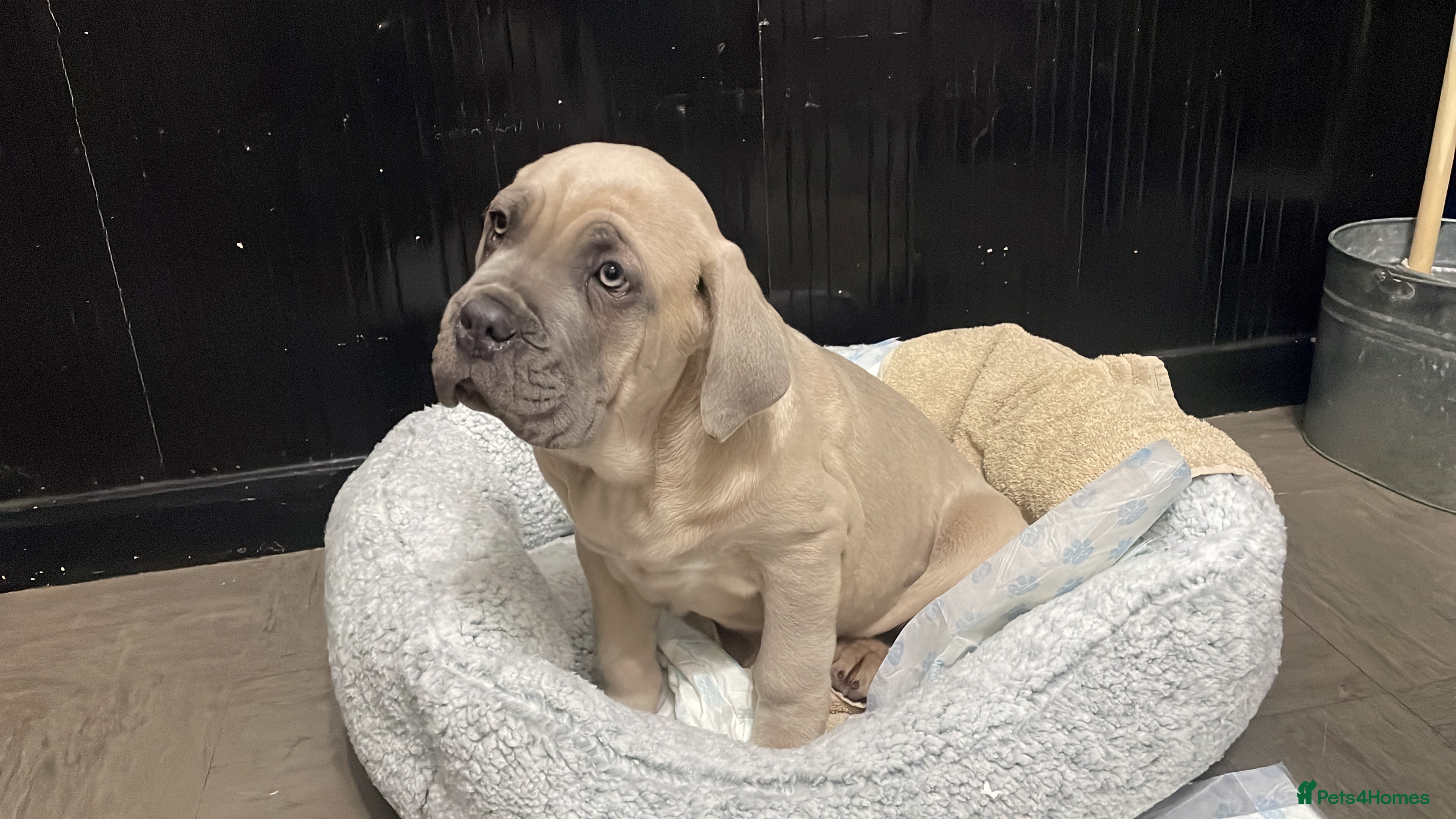 Cane Corso dogs CANE CORSO TOP QUALITY STRAJANO BLOODLINE FERMINTO - Advert 3