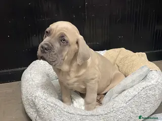 Cane Corso dogs CANE CORSO TOP QUALITY STRAJANO BLOODLINE FERMINTO - Advert 5