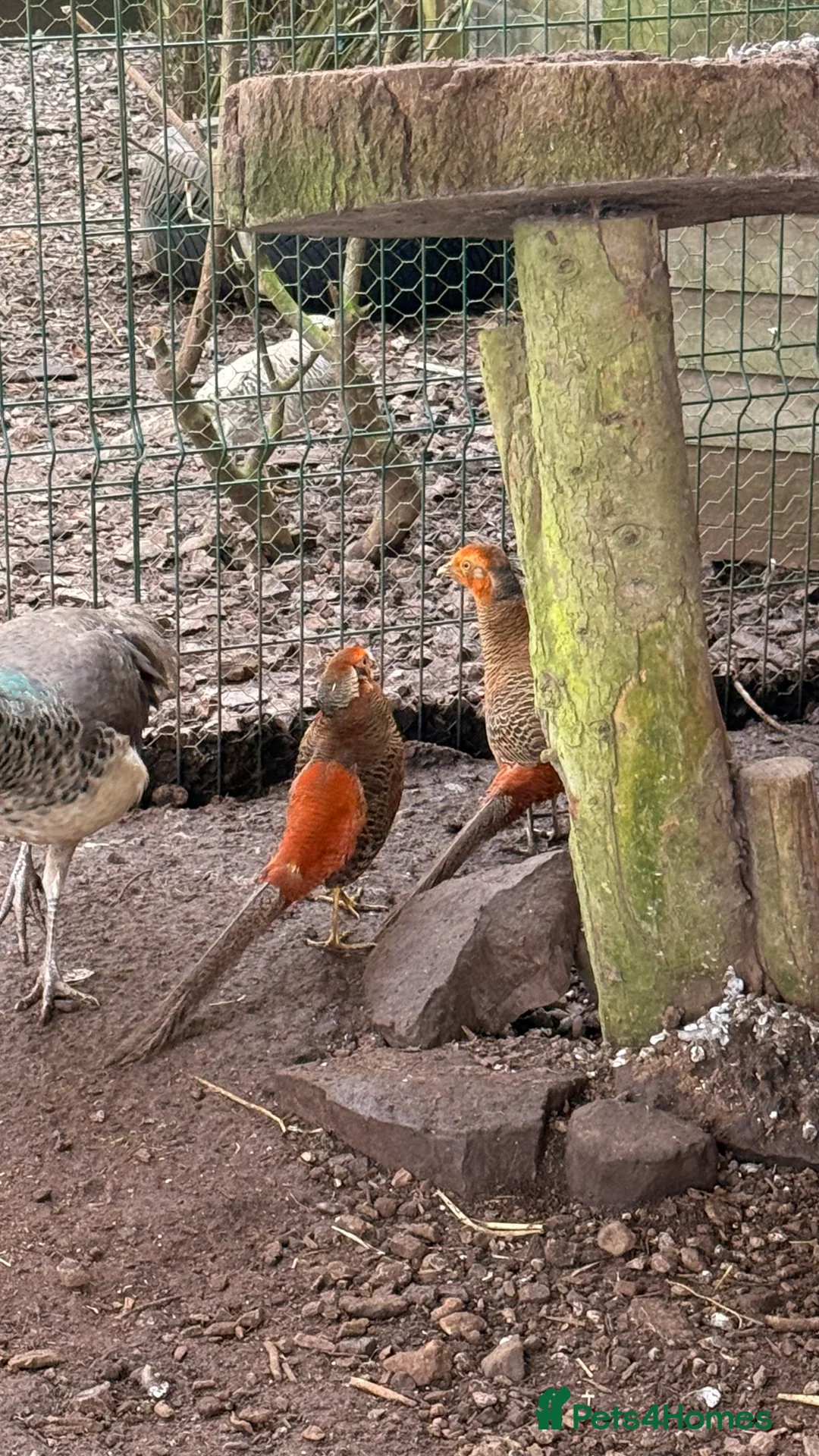 Pheasants poultry for sale: x3 male Golden pheasants - Advert 2
