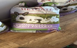 Rex rabbits for sale: Velvet Rex and standard Rex handled often - Advert 9