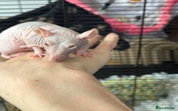 Rat rodents for sale: 2 girl rats rehoming w/ free cage and accessories - Image 5