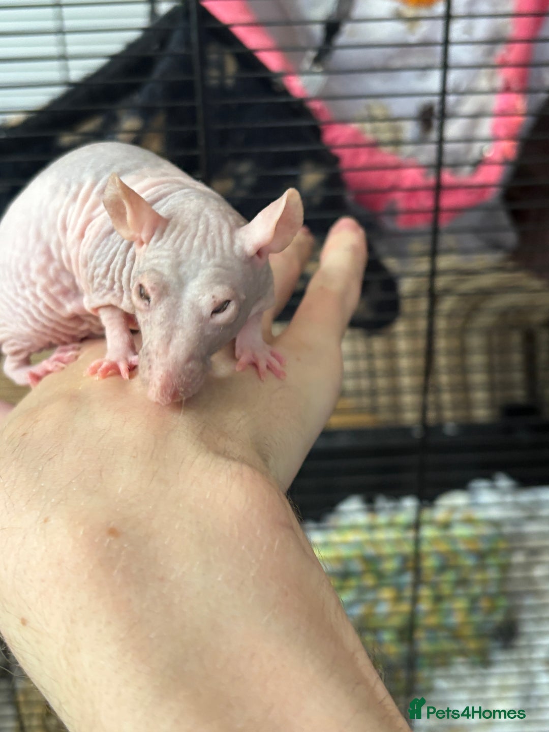 Rat rodents for sale: 2 girl rats rehoming w/ free cage and accessories - Image 5