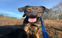 Mixed Breed dogs for adoption: Mr Bean - Norwich Norfolk  in Norwich - Image 2