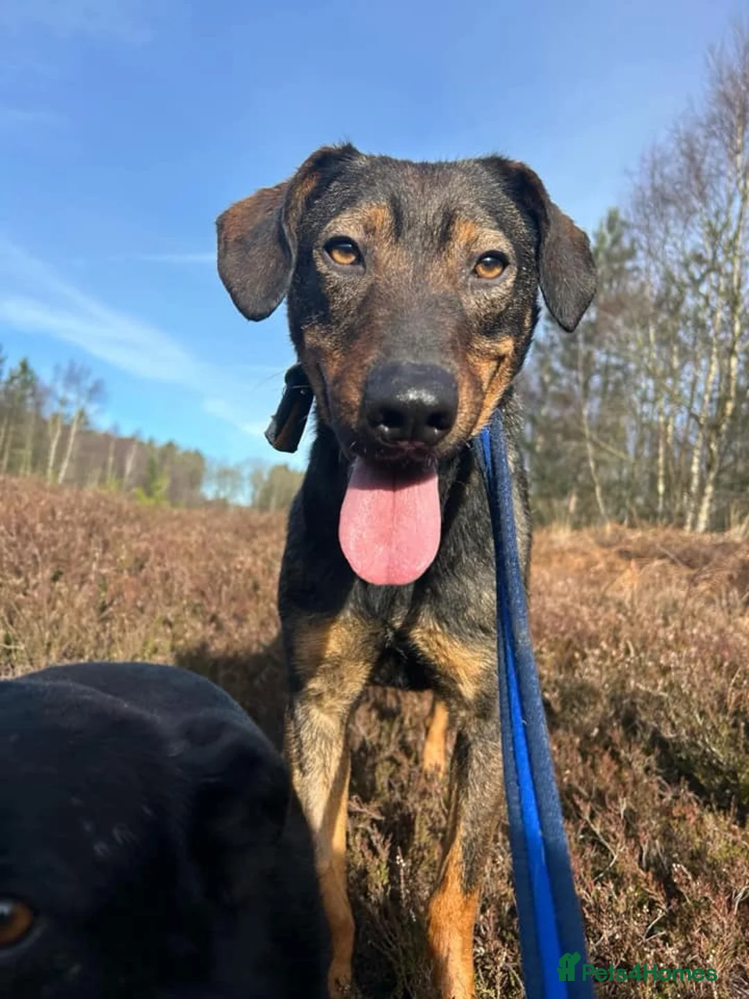 Mixed Breed dogs for adoption: Mr Bean - Norwich Norfolk  in Norwich - Advert 2