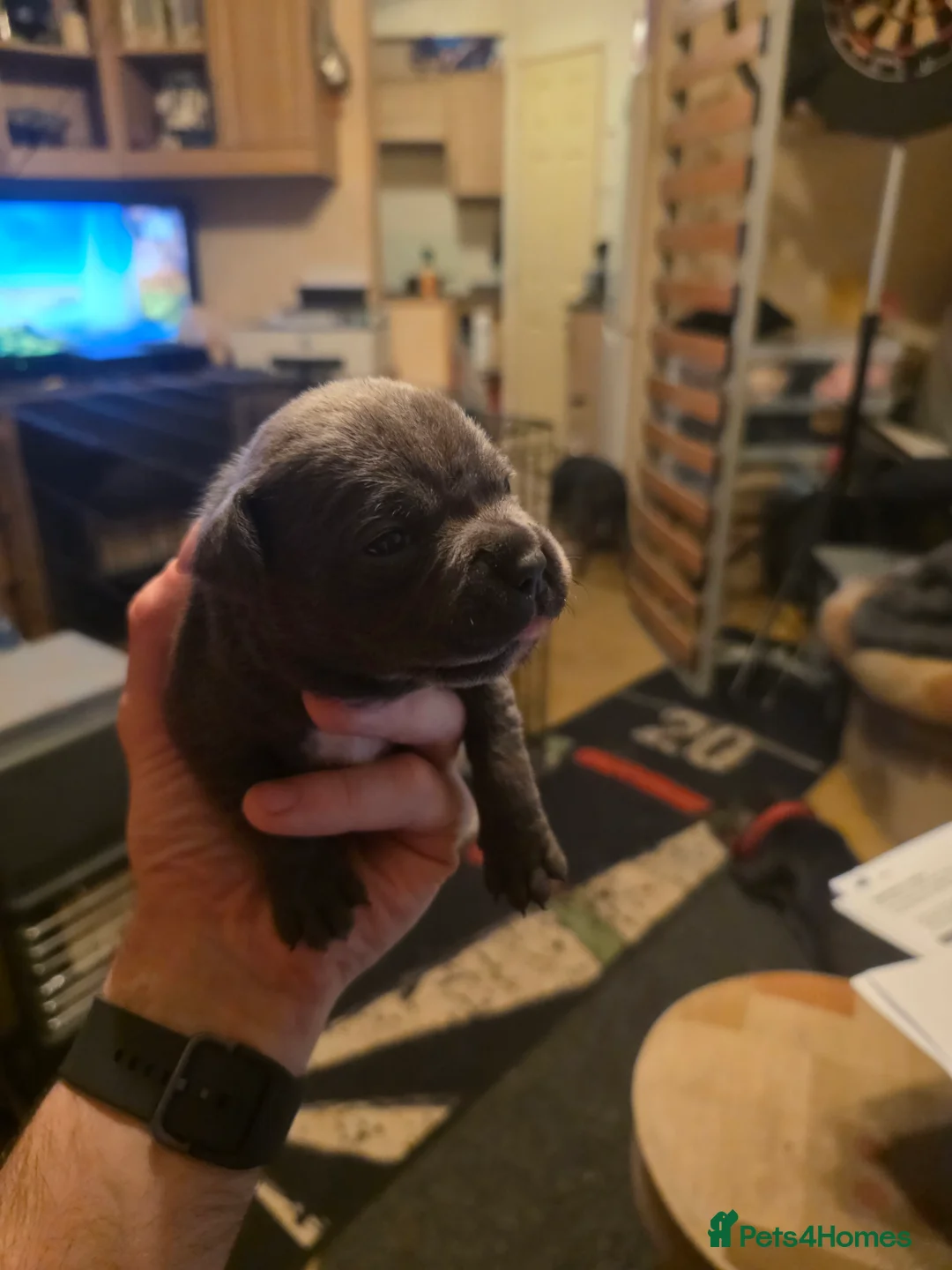 Staffordshire Bull Terrier dogs for sale: Blue Staffordshire Bull Terrier - Advert 28