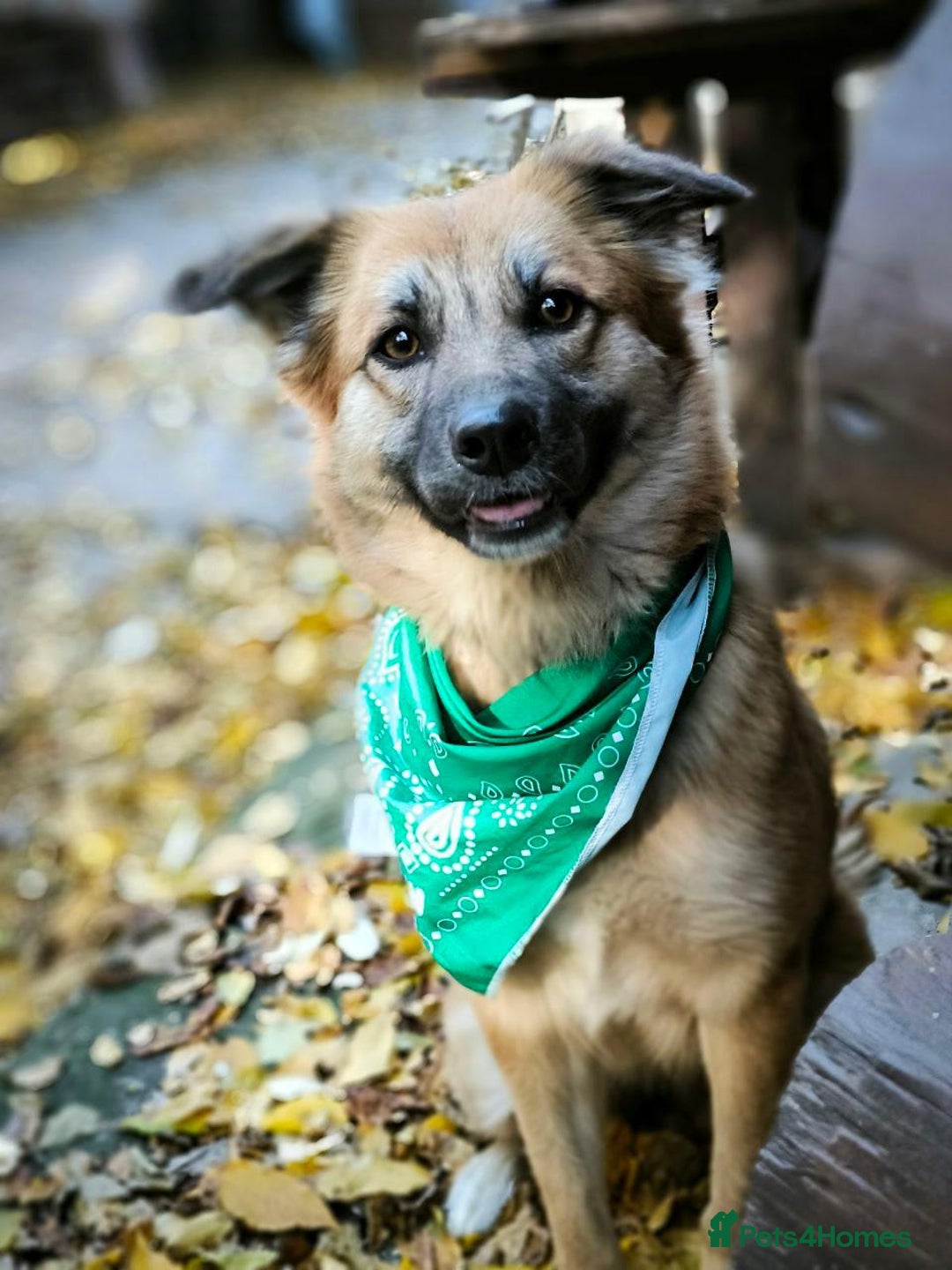 Mixed Breed dogs for adoption: 🐶💖 SOFIE 💖🐶 - Advert 16