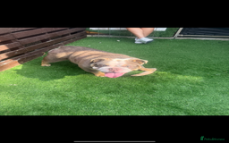 Old Tyme Bulldog dogs for sale: Old tyme English bulldog  - Image 3