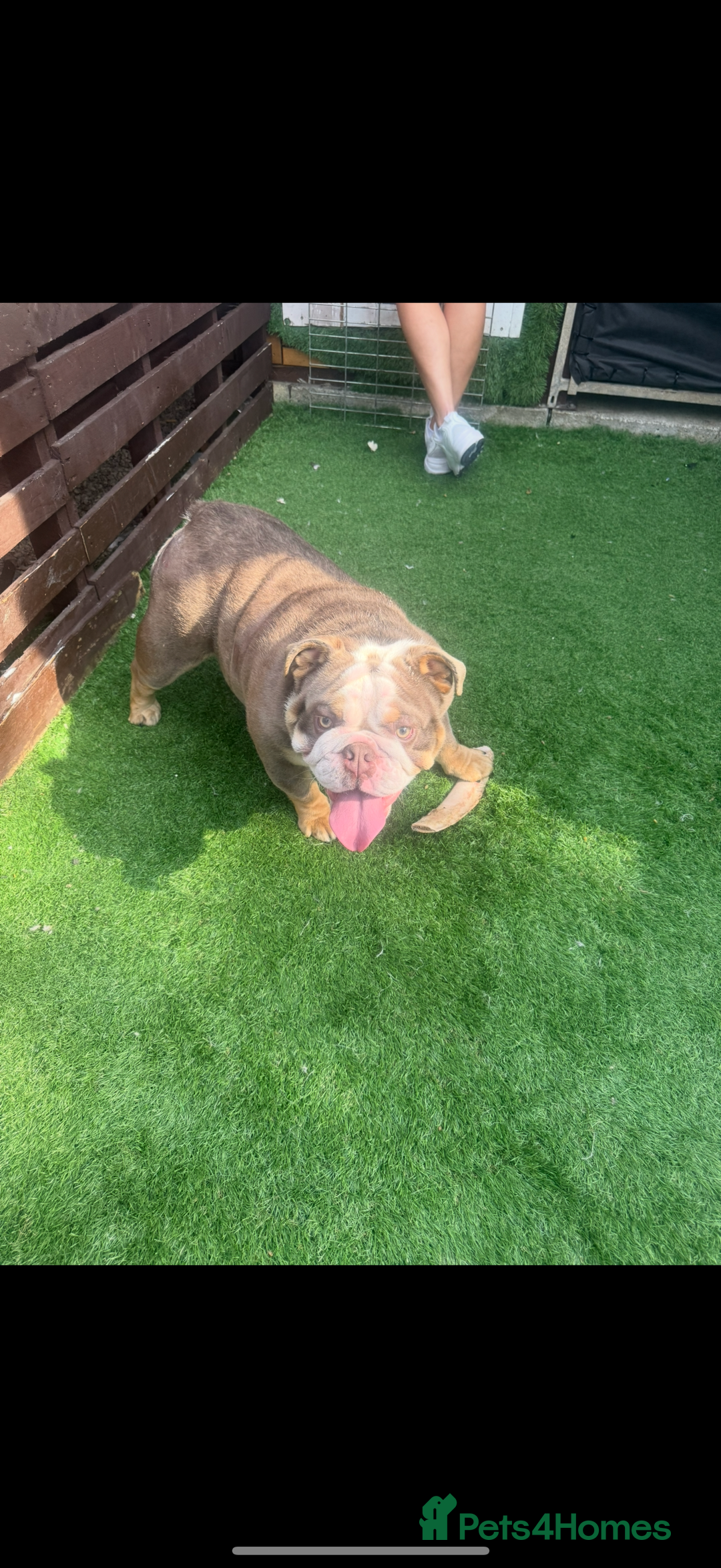 Old Tyme Bulldog dogs for sale: Old tyme English bulldog  - Image 3