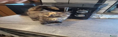 Maine Coon 1