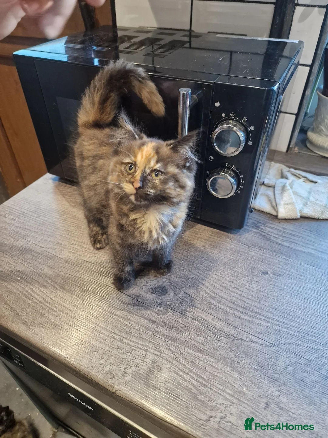 Maine Coon cats for sale: Main Coon x Russian Blue  - Advert 1