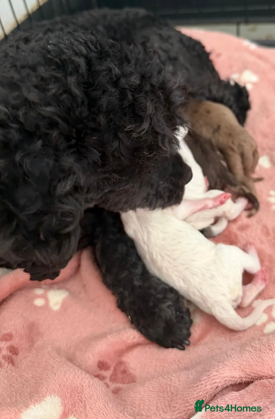 Toy Poodle dogs for sale: Toy Poodle Puppies  - Advert 21