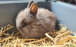 Lionhead rabbits for sale: READY NOW! Beautiful Baby Lionhead Bunnies - Image 4