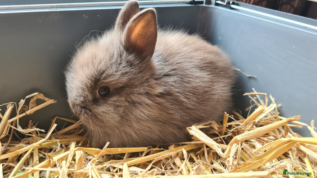 Lionhead rabbits for sale: READY NOW! Beautiful Baby Lionhead Bunnies - Image 4