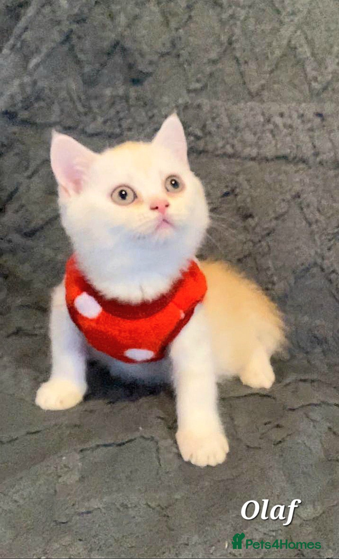 British Shorthair cats for sale: GCCF Snowflake BSH - Advert 7