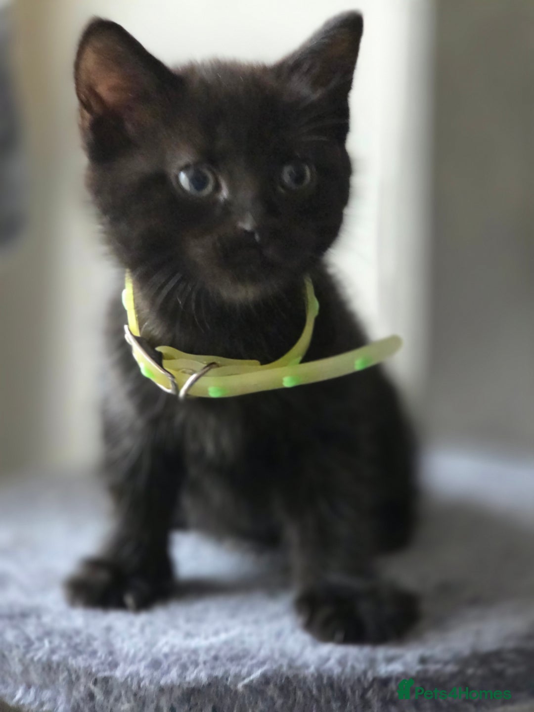 British Shorthair cats for sale: British Shorthair x Siberian Kittens  - Advert 11