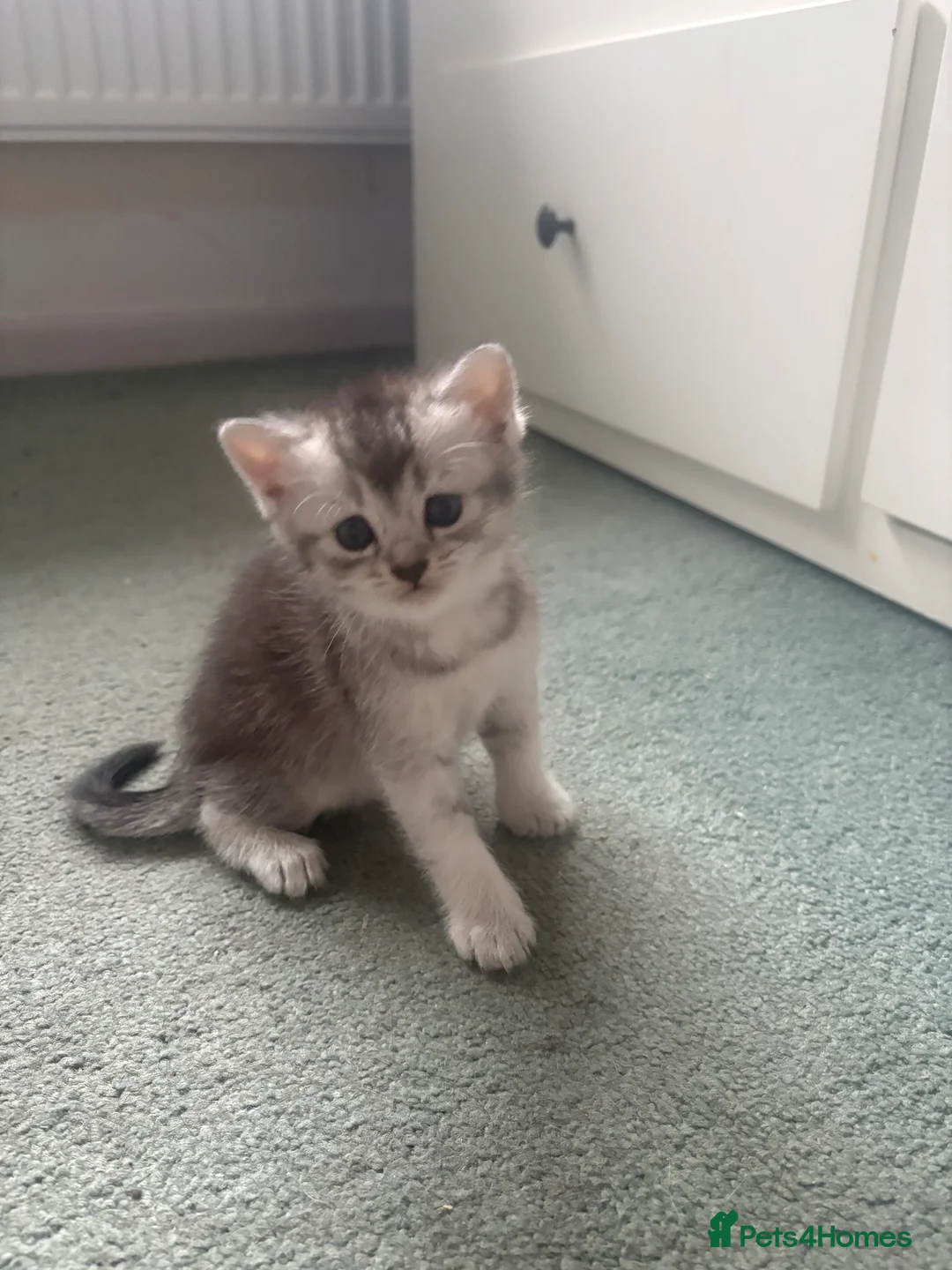Mixed Breed cats for sale: 4 adorable grey and white kittens  - Advert 22
