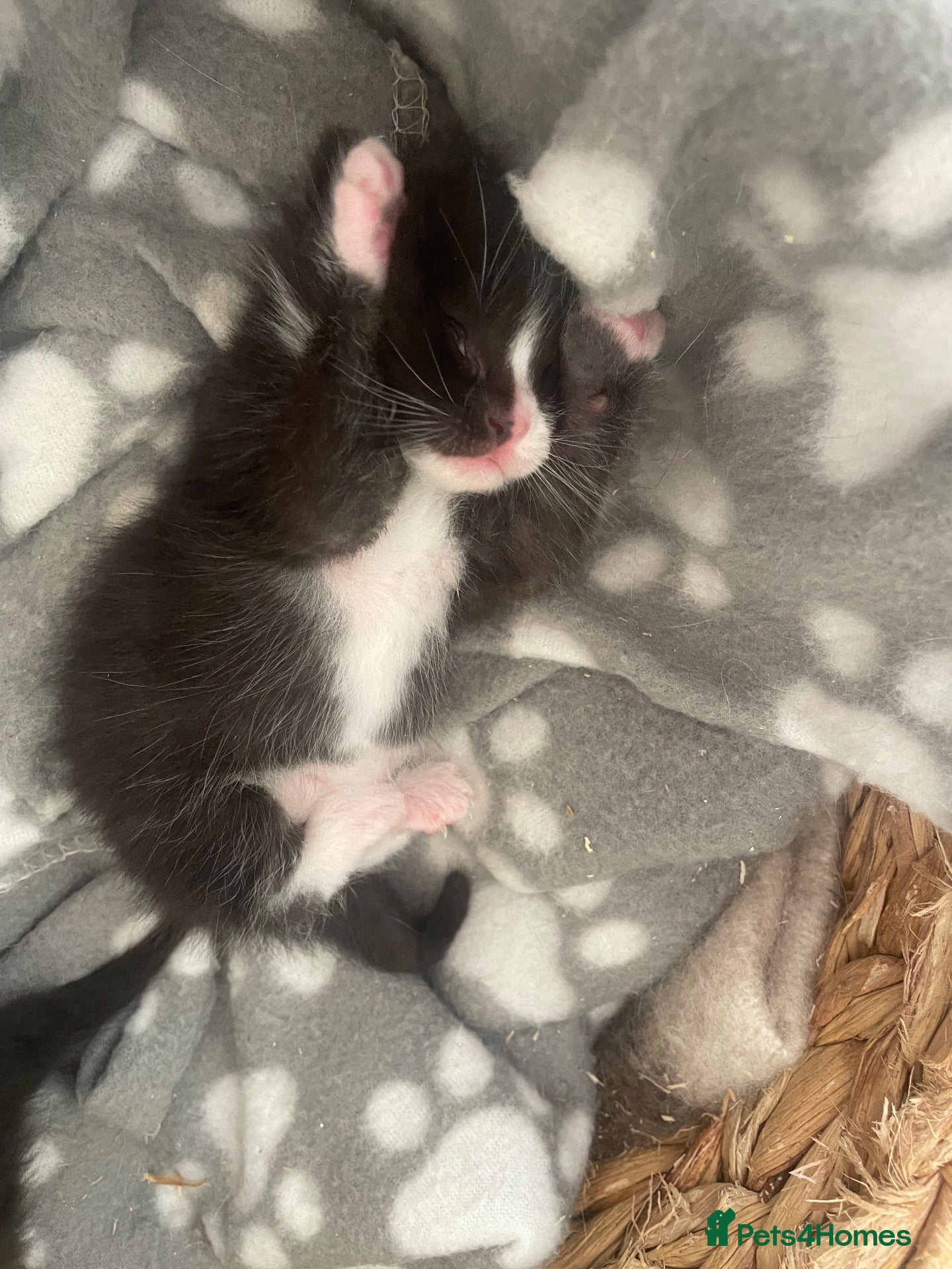 Siamese cats 🐱 BEAUTIFUL SIAMESE‑CROSS KITTENS 🐱  - Advert 1