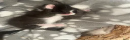 Siamese cats for sale: 🐱 BEAUTIFUL SIAMESE‑CROSS KITTENS 🐱  - Advert 1