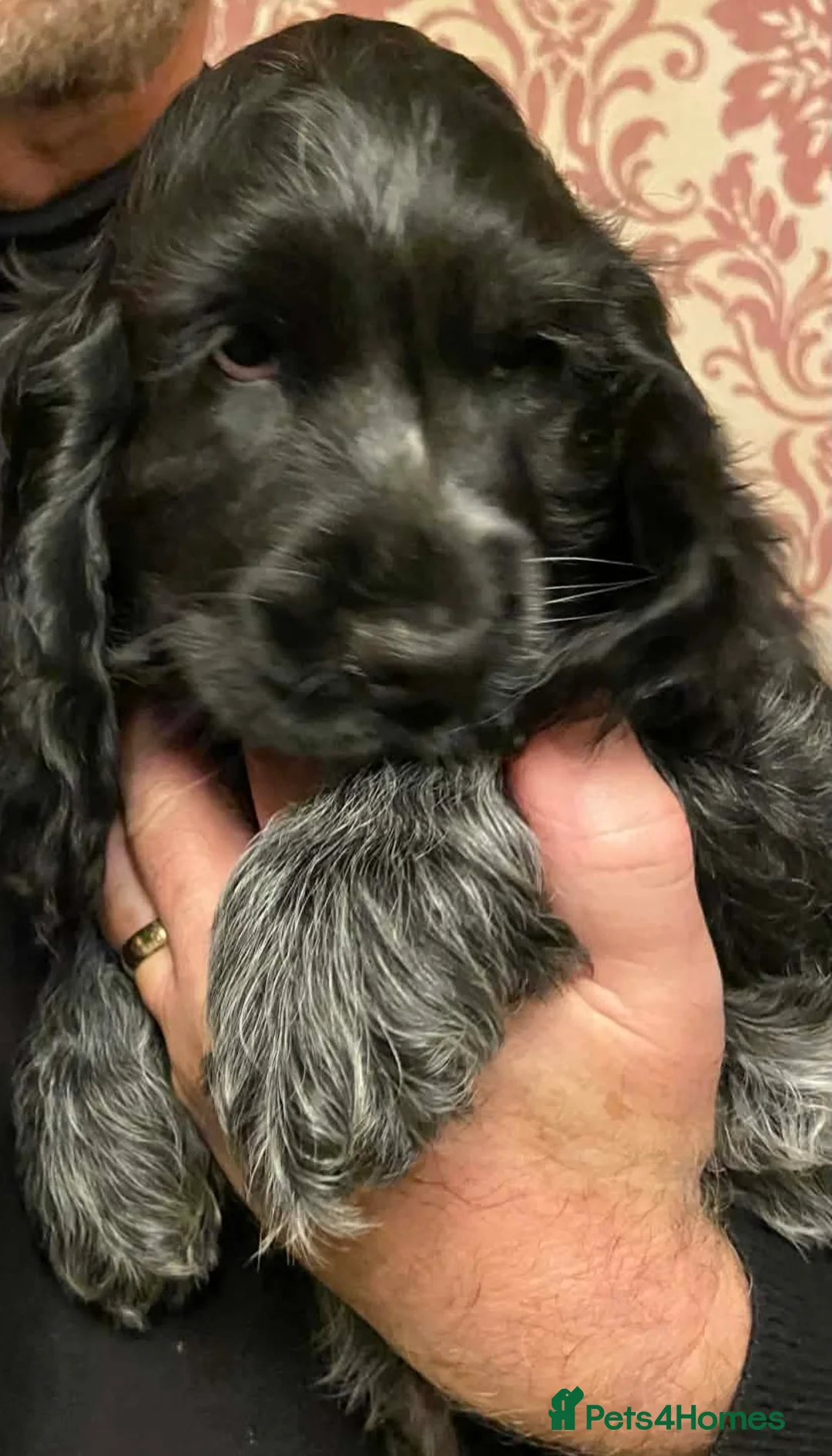 Cocker Spaniel dogs for sale: Show Cocker Spaniel - Advert 3