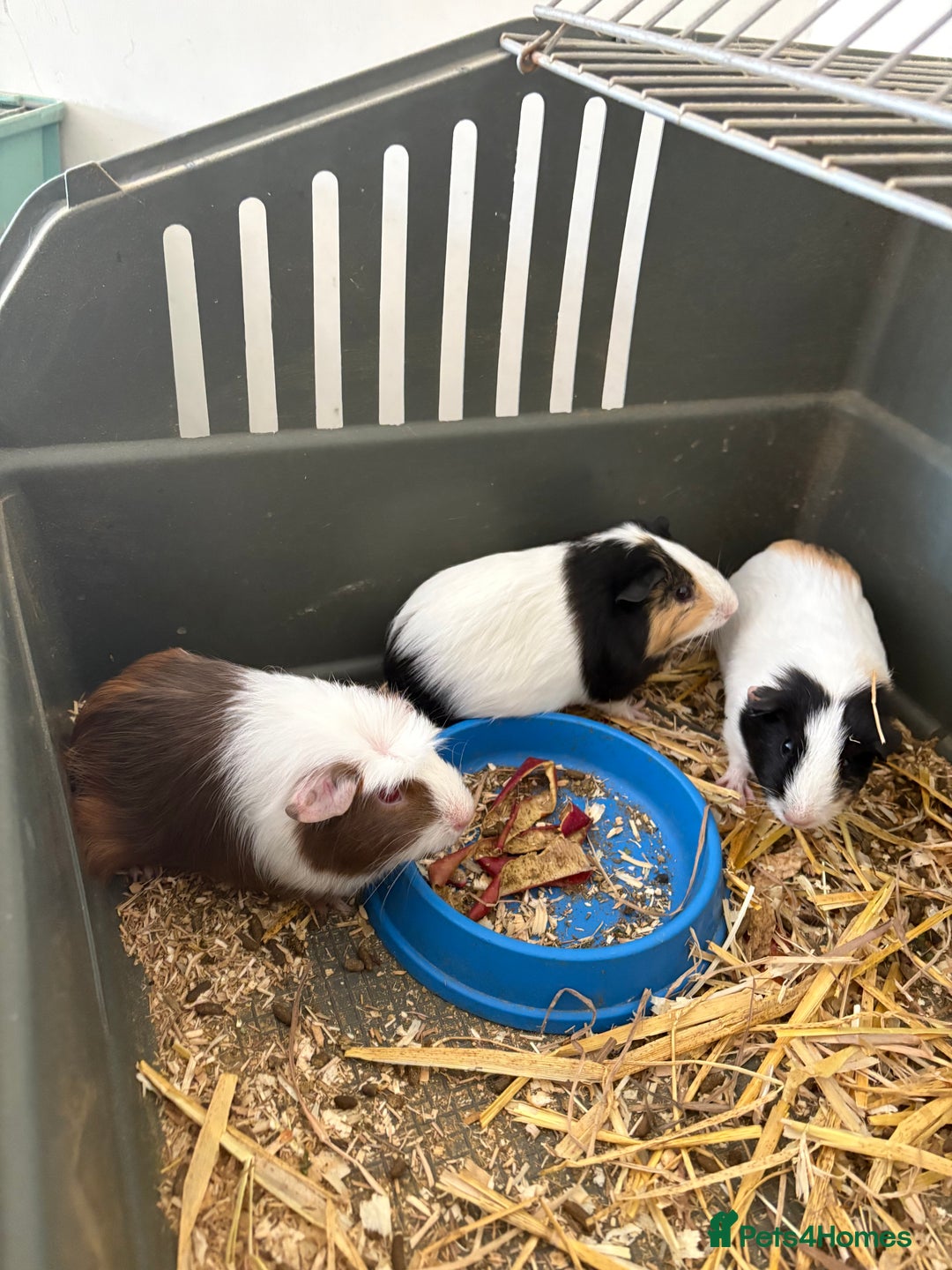 Guinea Pig rodents for sale: Male and female guinea pigs for sale  - Image 10